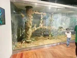 National-Museum-of-Natural-History_0768_Hello-Im-Frecelynne-300x225.jpg.webp