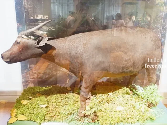 National-Museum-of-Natural-History_0286_Hello-Im-Frecelynne-700x525.jpg.webp