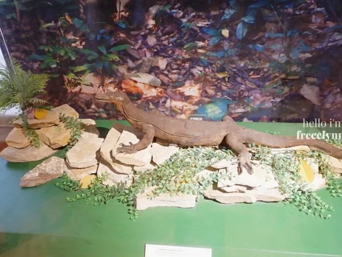 National-Museum-of-Natural-History_0289_Hello-Im-Frecelynne-700x525.jpg.webp