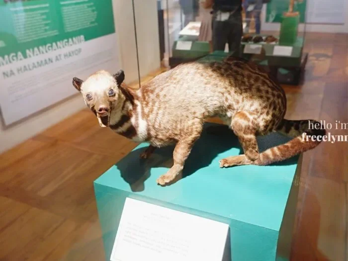 National-Museum-of-Natural-History_0293_Hello-Im-Frecelynne-700x525.jpg.webp