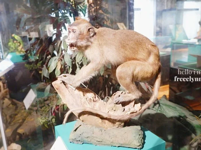 National-Museum-of-Natural-History_0273_Hello-Im-Frecelynne-700x525.jpg.webp