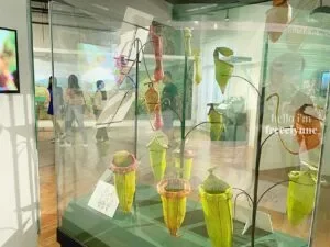 National-Museum-of-Natural-History_0835_Hello-Im-Frecelynne-300x225.jpg.webp