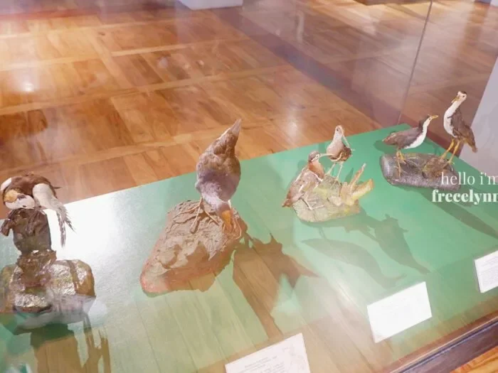 National-Museum-of-Natural-History_0315_Hello-Im-Frecelynne-700x525.jpg.webp