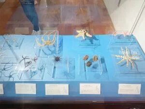 National-Museum-of-Natural-History_0670_Hello-Im-Frecelynne-300x225.jpg.webp