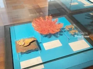 National-Museum-of-Natural-History_0671_Hello-Im-Frecelynne-300x225.jpg.webp