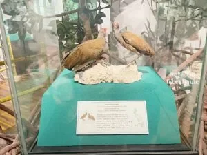 National-Museum-of-Natural-History_0616_Hello-Im-Frecelynne-300x225.jpg.webp