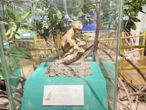 National-Museum-of-Natural-History_0622_Hello-Im-Frecelynne-300x225.jpg.webp