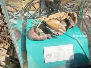 National-Museum-of-Natural-History_0623_Hello-Im-Frecelynne-300x225.jpg.webp