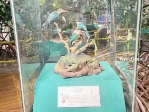 National-Museum-of-Natural-History_0625_Hello-Im-Frecelynne-300x225.jpg.webp