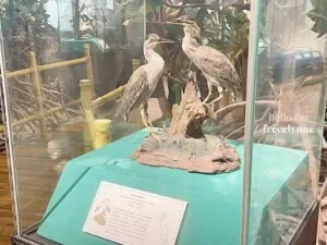 National-Museum-of-Natural-History_0640_Hello-Im-Frecelynne-300x225.jpg.webp