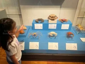 National-Museum-of-Natural-History-Manila-Philippines_280_helloimfrecelynne-300x225.jpg.webp