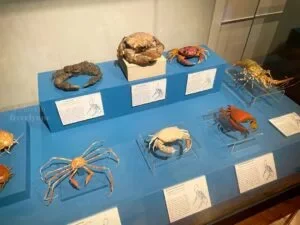 National-Museum-of-Natural-History-Manila-Philippines_281_helloimfrecelynne-300x225.jpg.webp