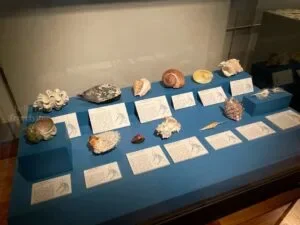 National-Museum-of-Natural-History-Manila-Philippines_288_helloimfrecelynne-300x225.jpg.webp
