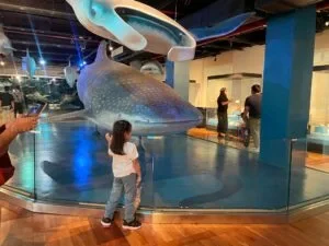 National-Museum-of-Natural-History-Manila-Philippines_292_helloimfrecelynne-300x225.jpg.webp