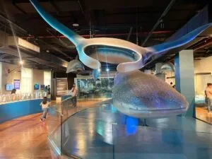 National-Museum-of-Natural-History-Manila-Philippines_259_helloimfrecelynne-300x225.jpg.webp