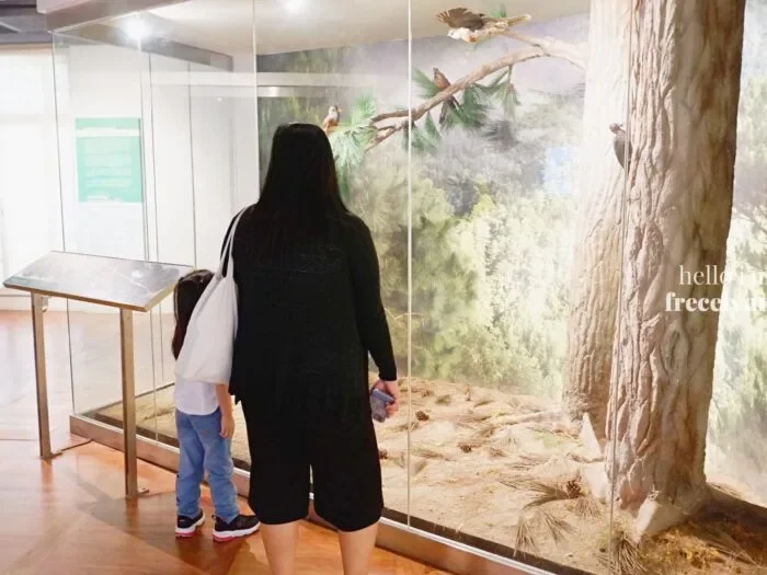 National-Museum-of-Natural-History_0244_Hello-Im-Frecelynne-700x525.jpg.webp