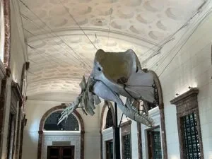 National-Museum-of-Natural-History-Manila-Philippines_103_helloimfrecelynne-300x225.jpg.webp