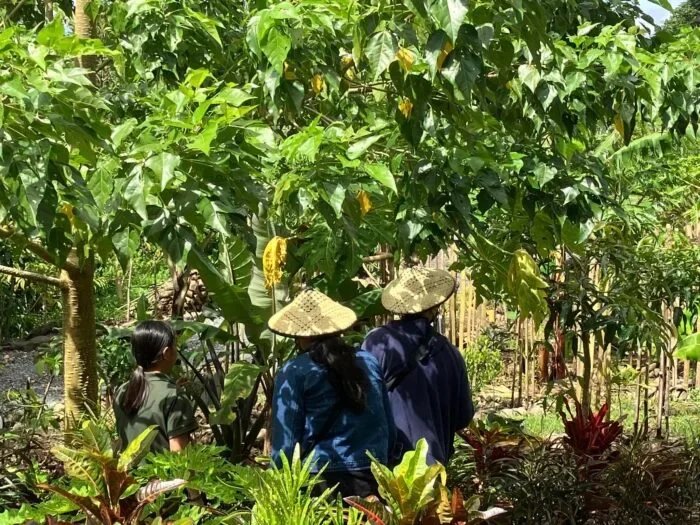 Coffee Farm Tour at Amadeo Artisano Coffee Farm