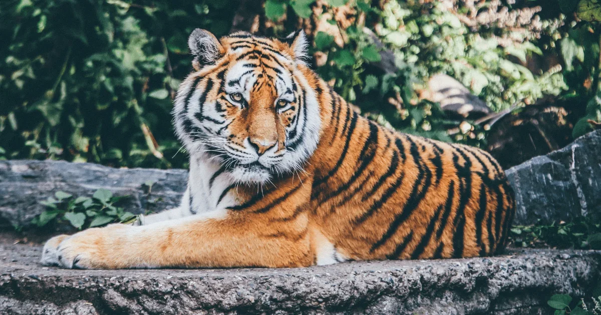 Discover the top 11 Zoos in the Philippines