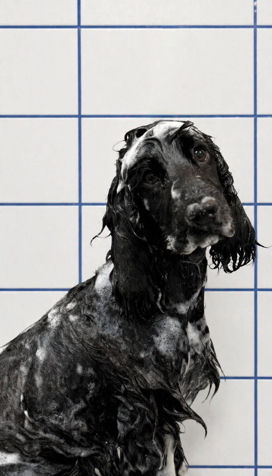 Chien noir et blanc, probablement un setter anglais, en train de se laver, avec des bulles de savon sur le corps, contre un mur blanc avec des carreaux bleus.