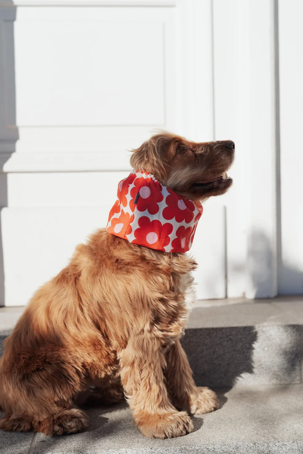 cotton_dog_snood_with_retro_flowers.webp