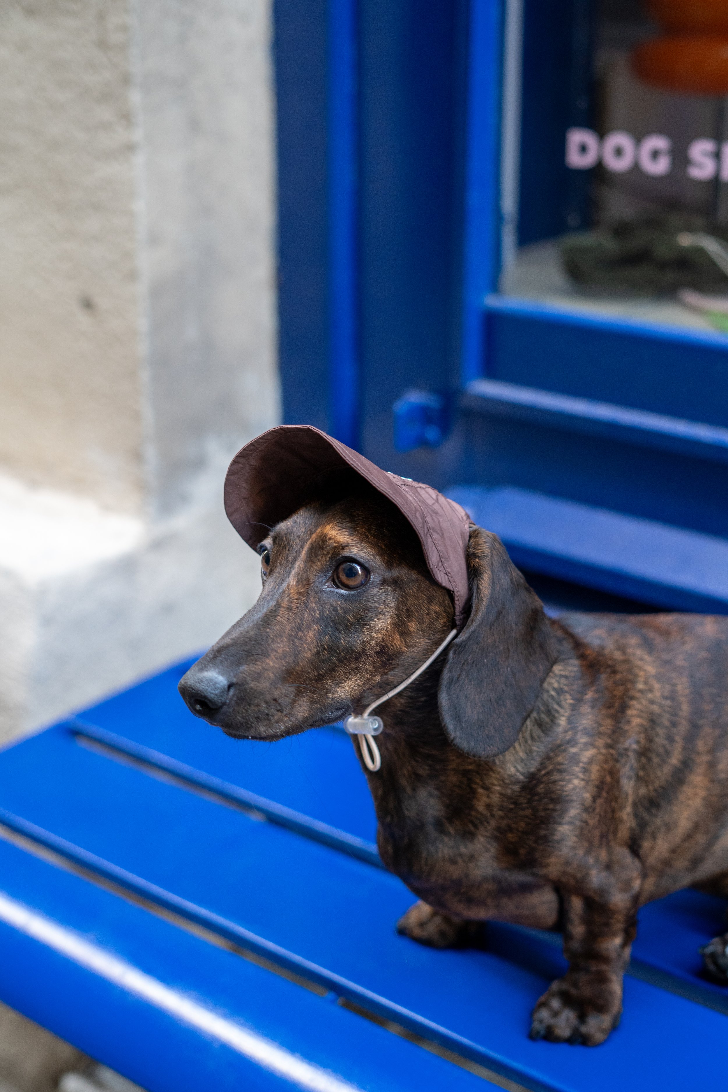 _DSC4249.jpeg