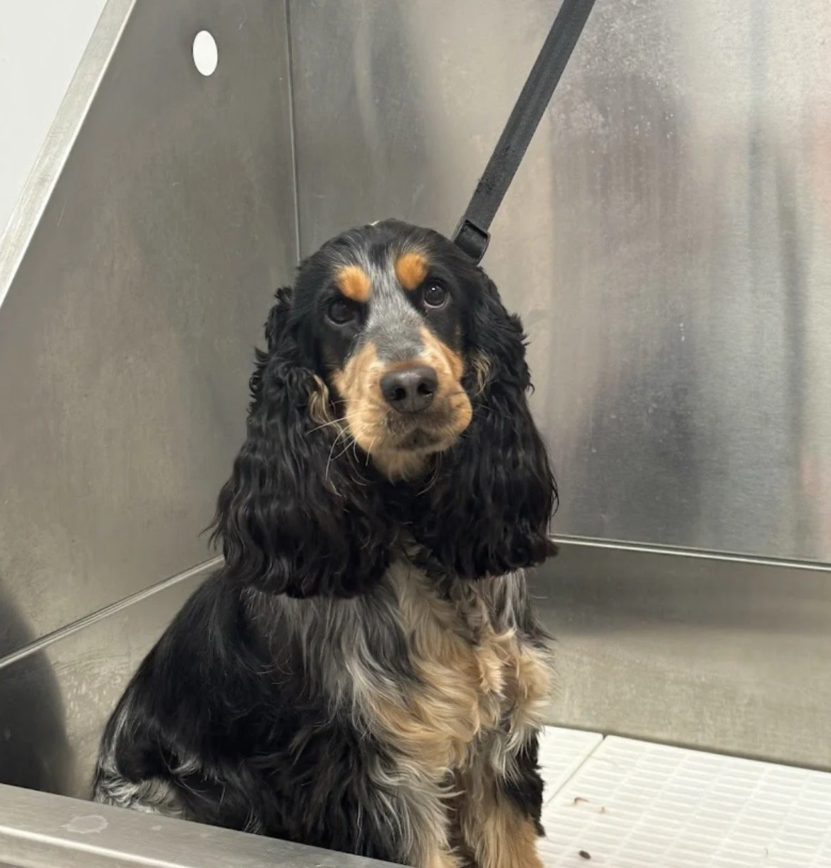 Chiot cocker spaniel à la fourrure noire, marron et blanche, assis dans une cage en métal, regardant vers l'avant.