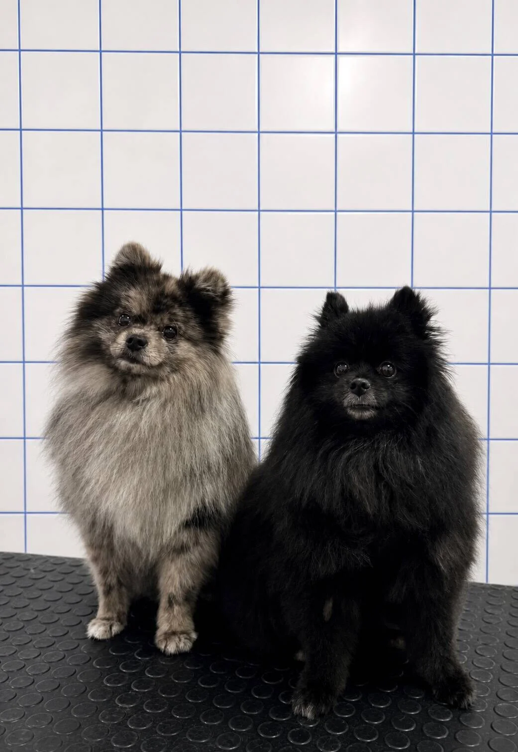 Deux petits chiens de race Spitz, un gris et un noir, assis sur un tapis noir devant un mur blanc avec des carreaux bleus.