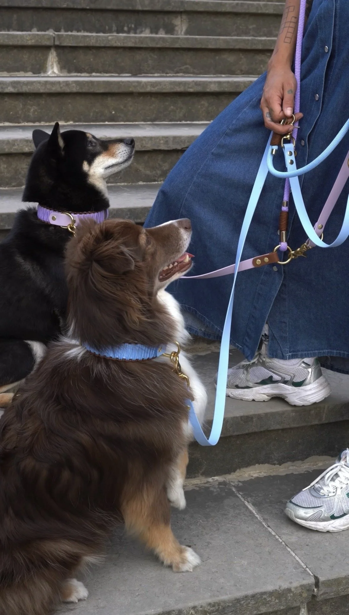 Deux chiens assis près d'une personne qui tient leur laisse, tous deux regardant vers le haut, en face des escaliers en pierre. Un chien est noir et blanc, l'autre est brun avec du blanc, tous deux portant un collier et une laisse en bleu et mauve.