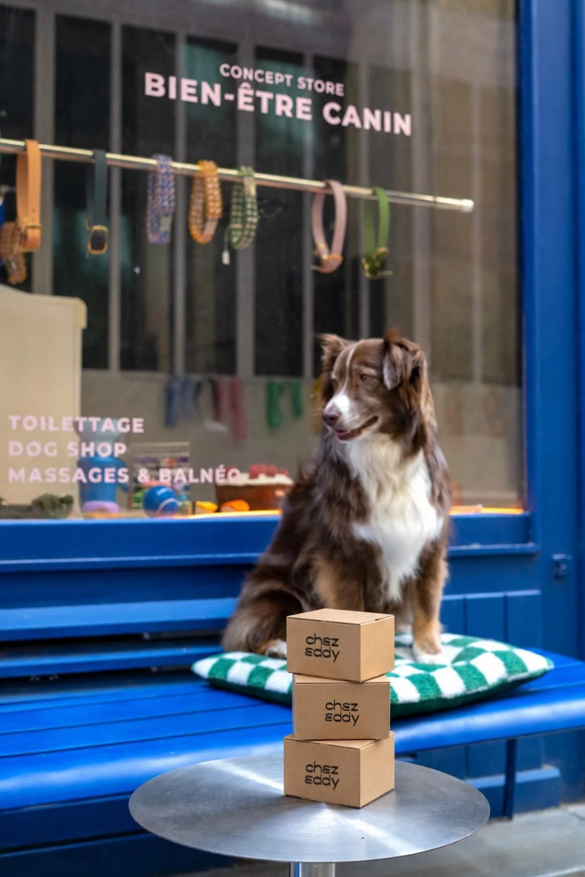 Un chien de race border collie assis sur un coussin vert et blanc devant une vitrine bleue. Dans la vitrine, il y a des colliers pour chiens suspendus et une inscription en français pour un concept store pour chiens. Sur la table devant le chien, il y a trois boîtes en carton avec le logo 'chez eddy'.