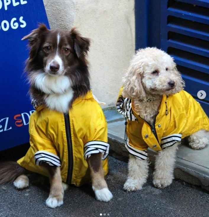 Deux chiens portant des vestes jaunes avec des détails en rayures, assis devant un mur et une porte métallique bleue.