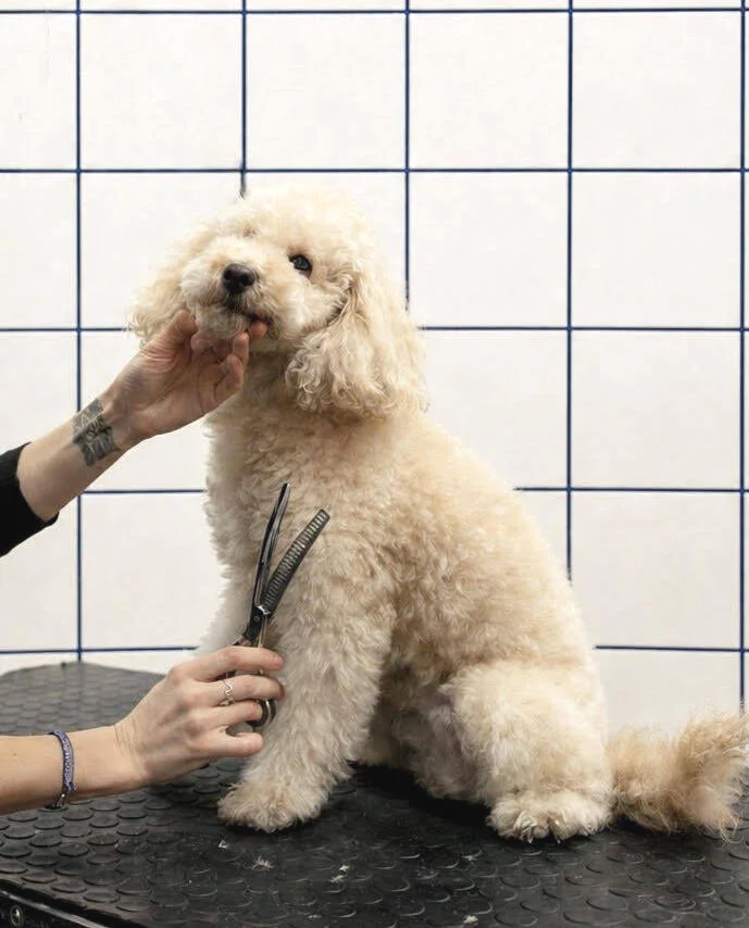 Un chien de race bichon lavé et toiletté, assis sur une table, avec une personne qui le tient par la tête et une autre qui coupe ses poils, en arrière-plan un mur avec un carrelage blanc et bleu.