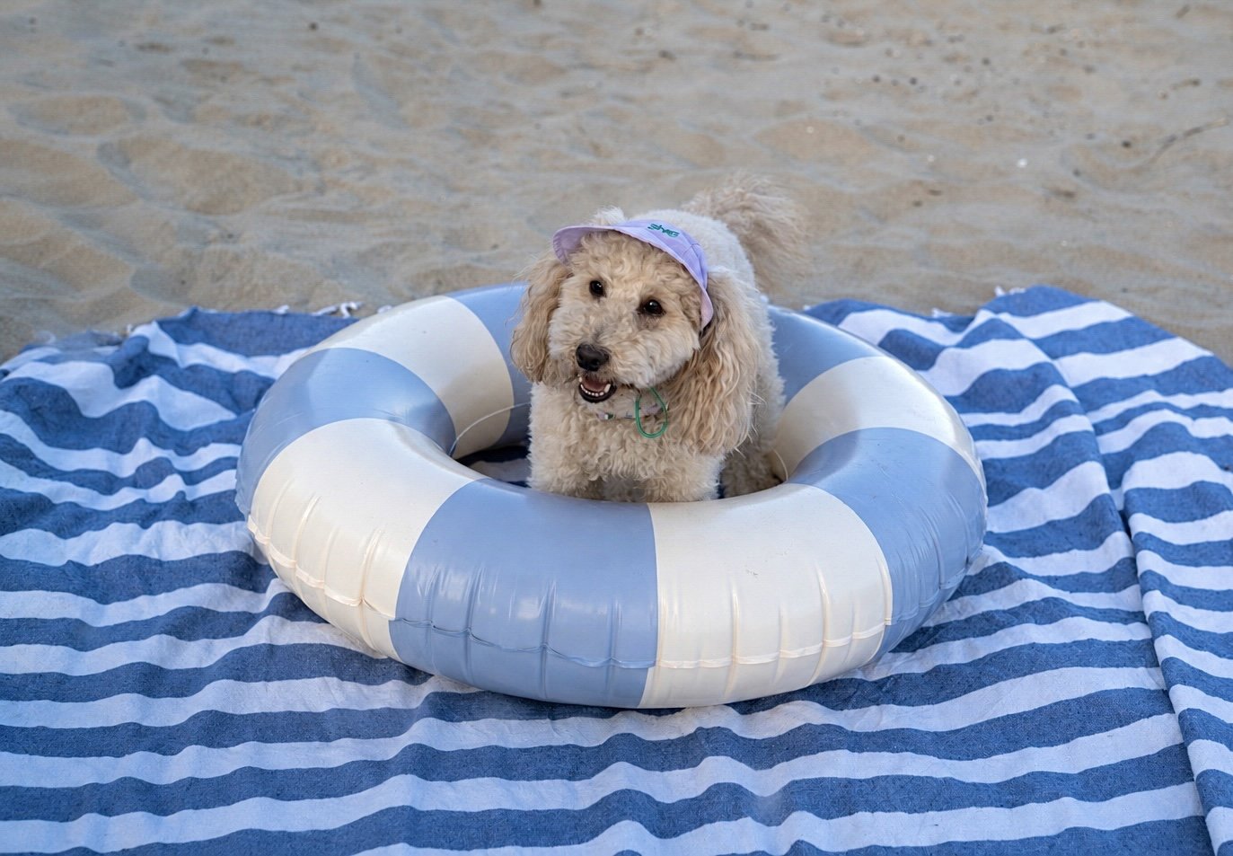 Un chien coloré jouant dans un anneau de pêche sur une serviette à rayures bleues et blanches, sur la plage.