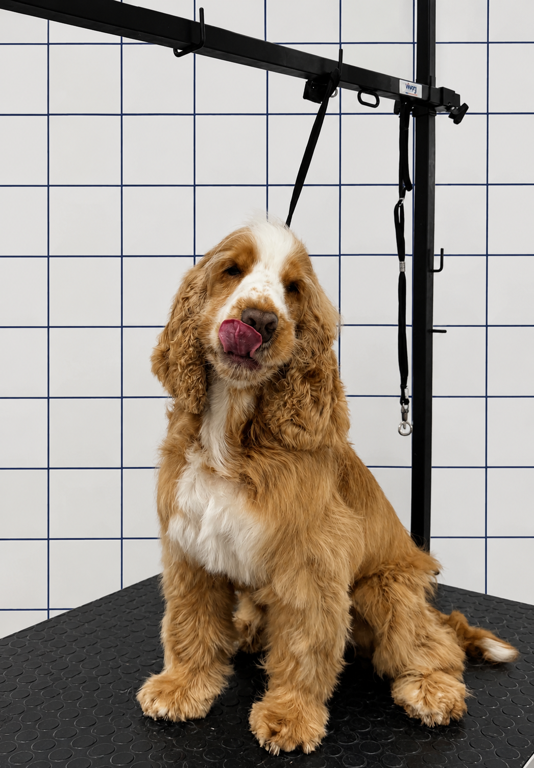 un chien pékinois doré assis sur une surface noire, en train de se lécher le museau, dans une salle de toilettage avec un mur en carreaux blancs et lignes bleues