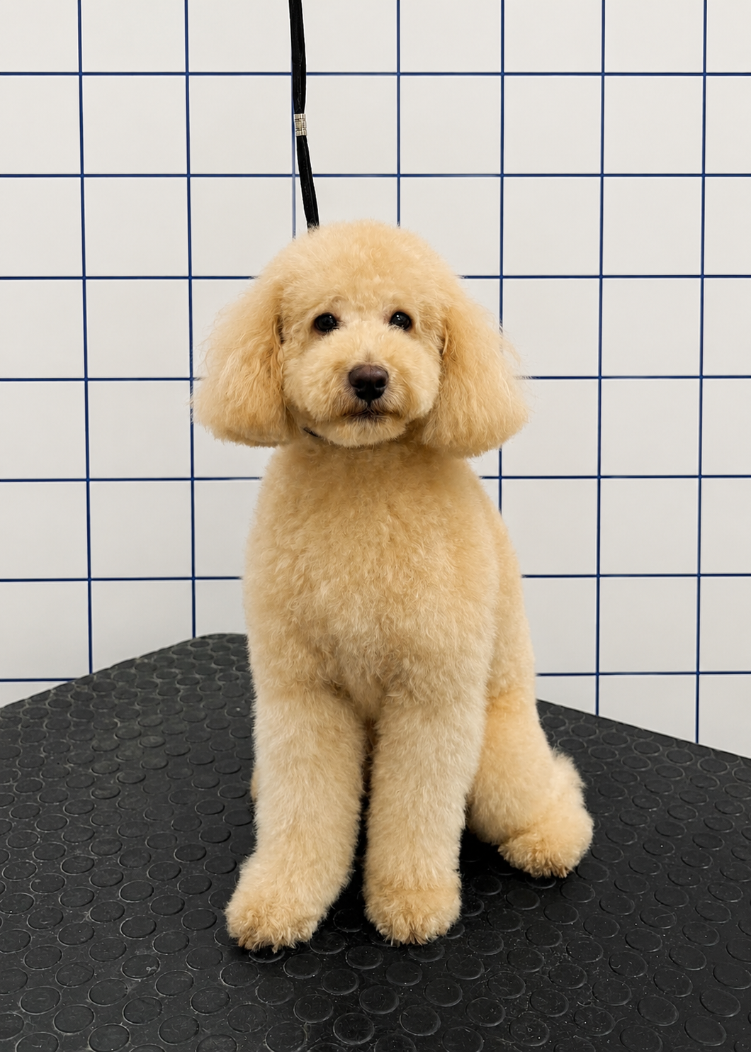 Un chiot doré assis sur une surface noire dans une pièce avec des carreaux blancs et bleus au mur.