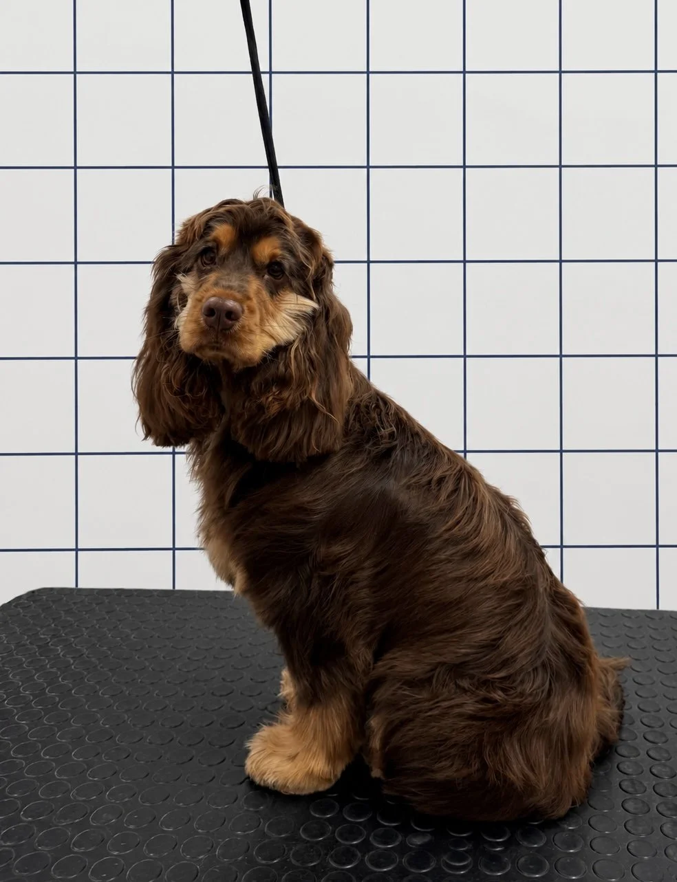 Un chien de race Cocker Anglais assis sur une plateforme noire avec un fond blanc à carreaux bleus.