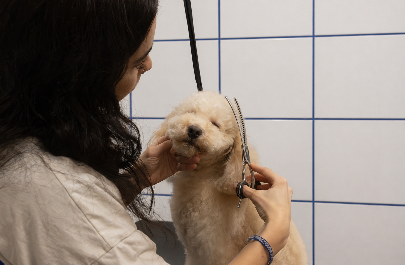 Une femme donne une coupe à un chien blanc lors d'une séance de toilettage en milieu professionnel contre un mur carrelé.