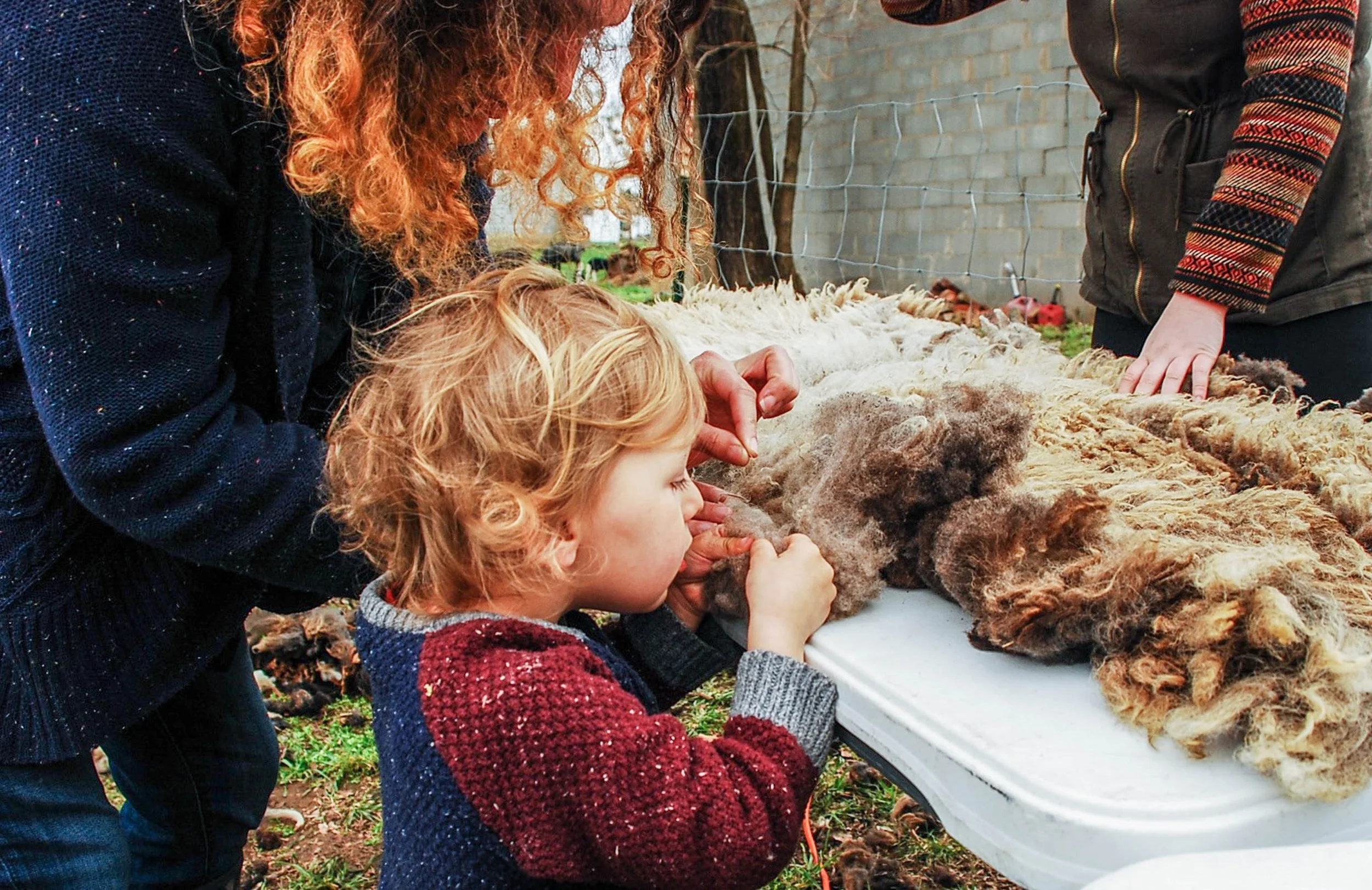 Shearing Inspection HH.jpg
