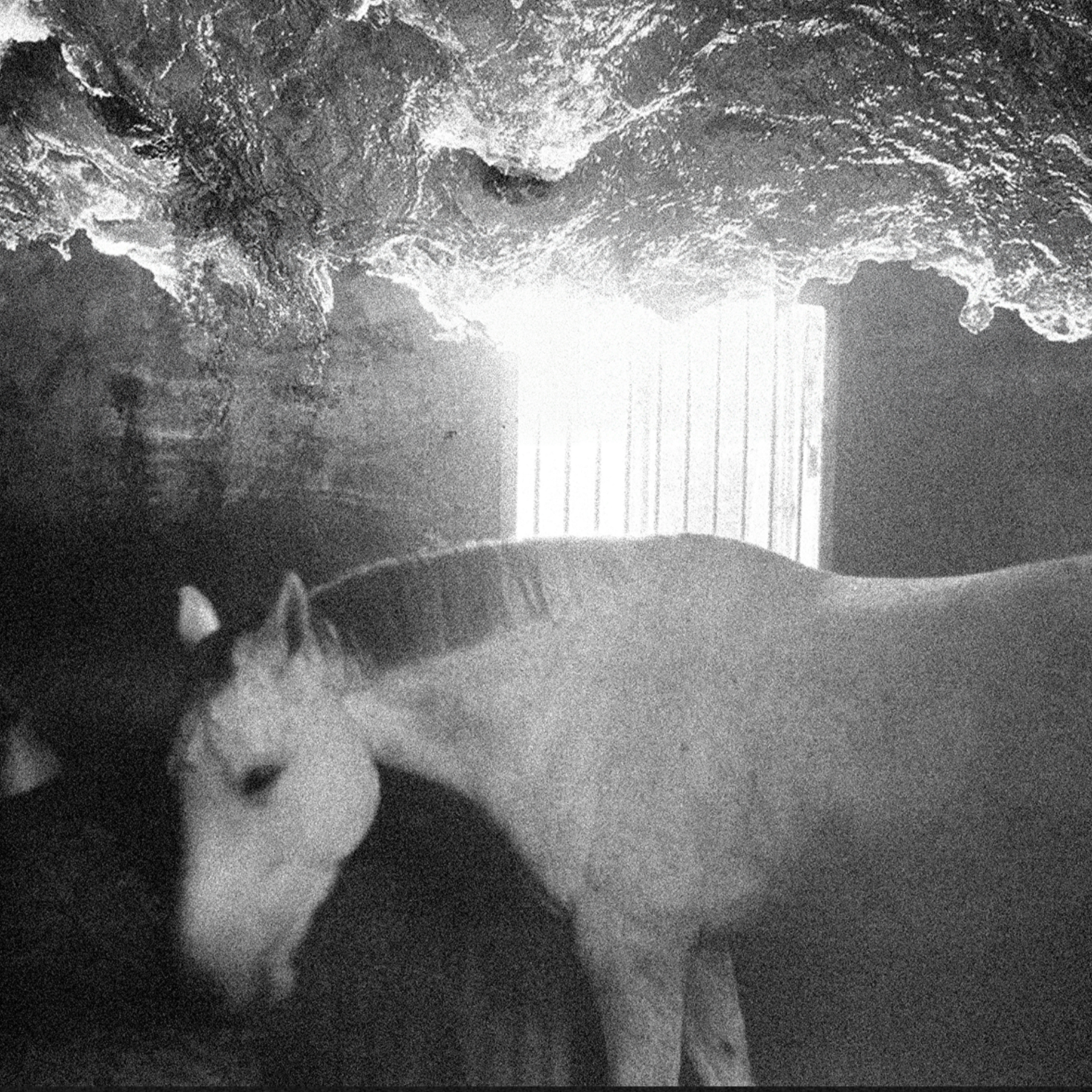 Démo - Cheval blanc
