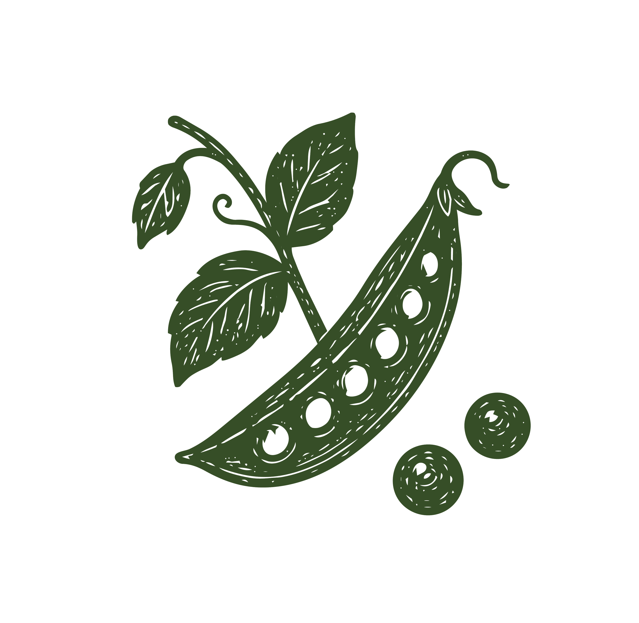 Drawing of a plant with large leaves and a flower with a curved stem, rendered in green on a black background.