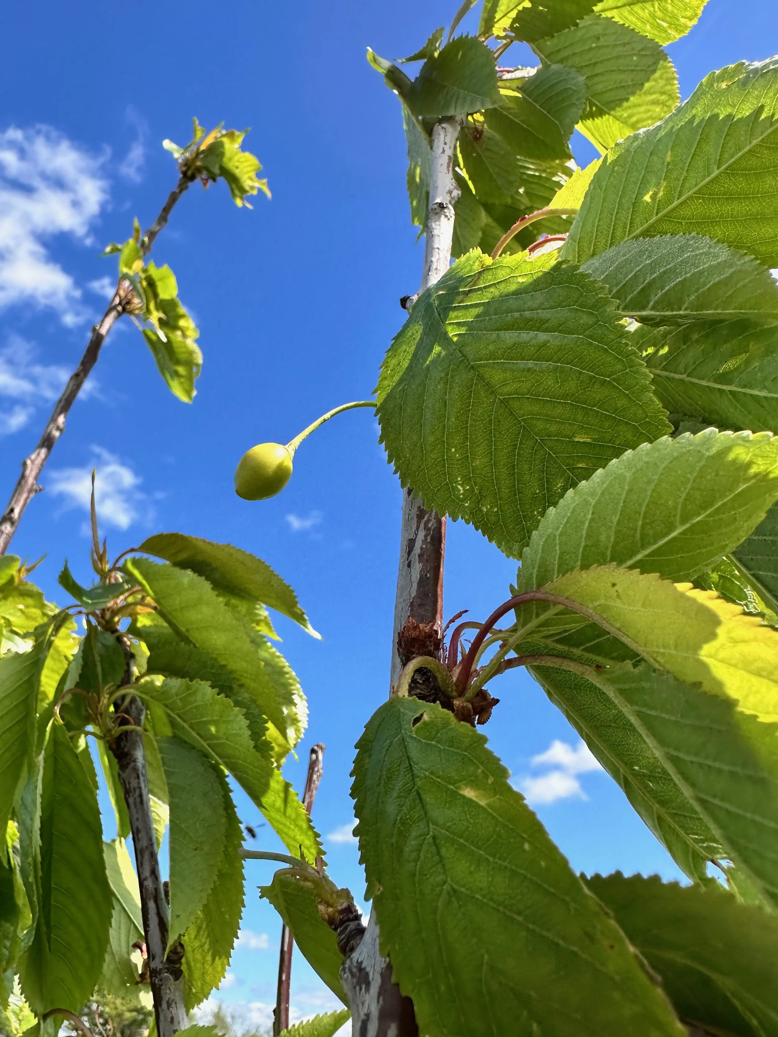 The Start of the community orchard