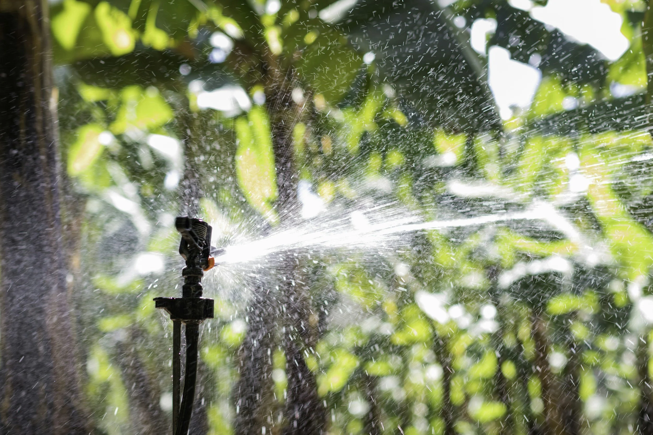 A garden sprinkler spraying water among green leaves and trees on a sunny day.