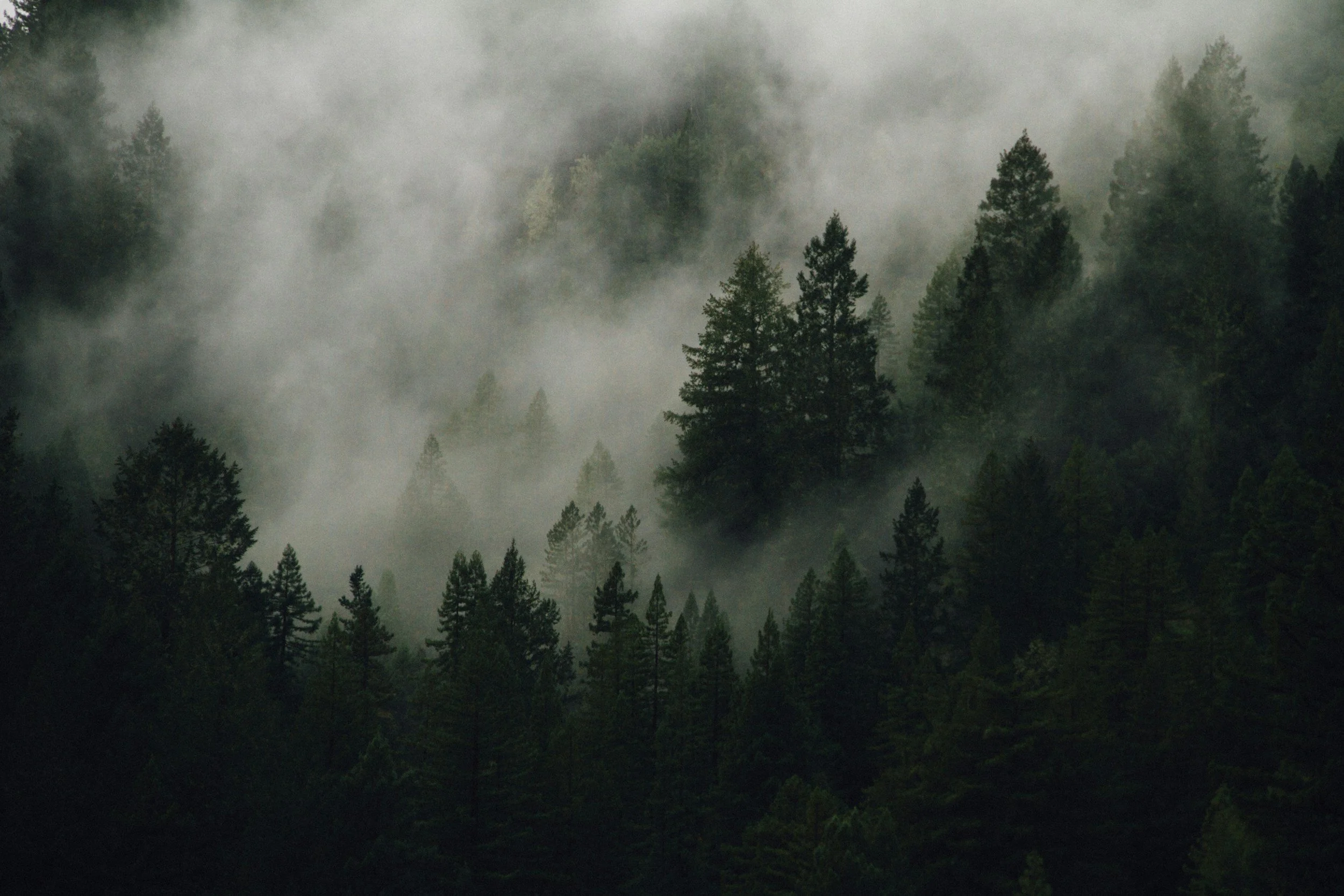 A forest scene with tall evergreen trees shrouded in dense fog or smoke, creating a misty atmosphere and obscuring parts of the landscape.