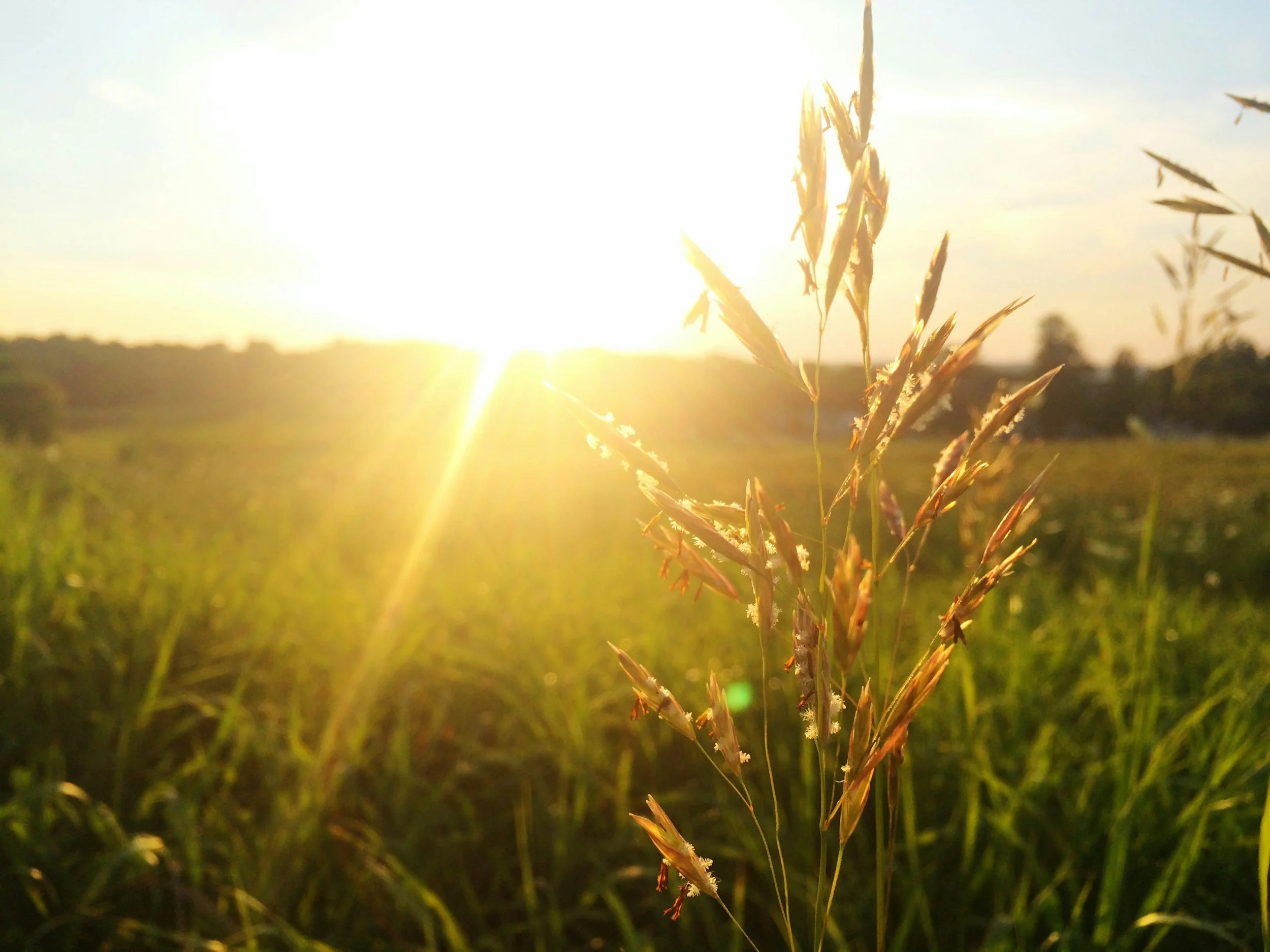 Close-up of grass stalks illuminated by the setting sun with a bright sky in the background.
