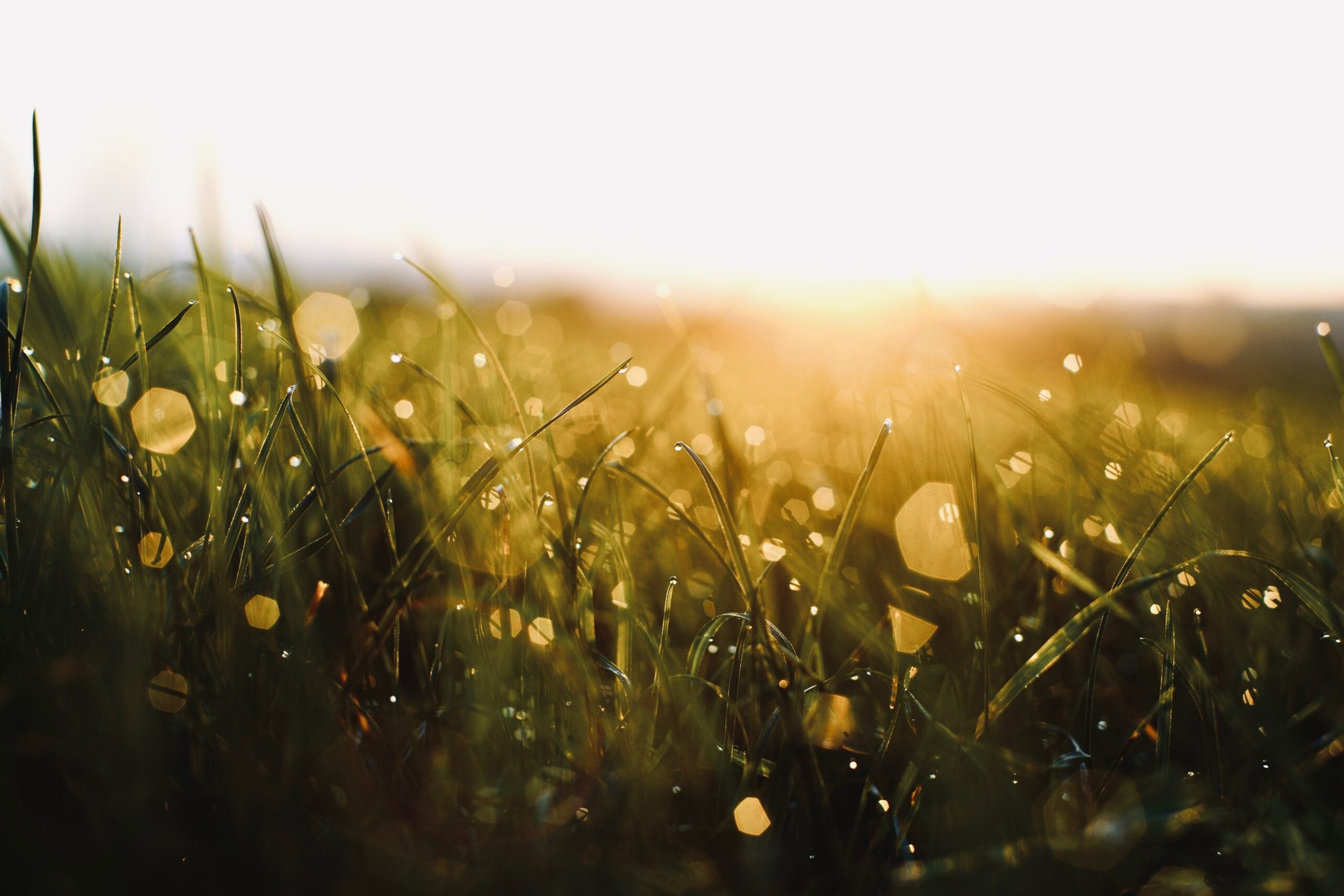 Close-up of dew-covered grass blades at sunrise with bright sunlight creating hexagonal bokeh effect.