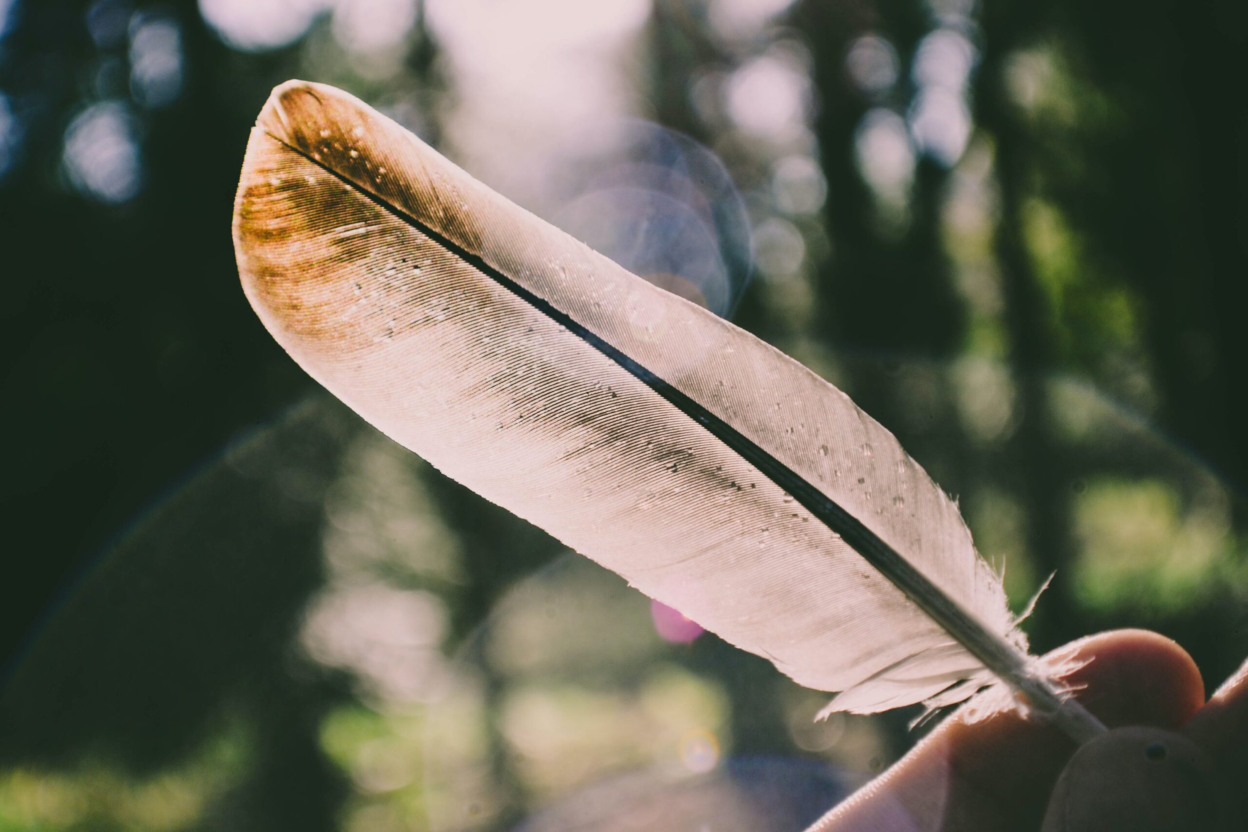 Close-up of a beige bird feather held between fingers, with sunlight filtering through trees in the background.