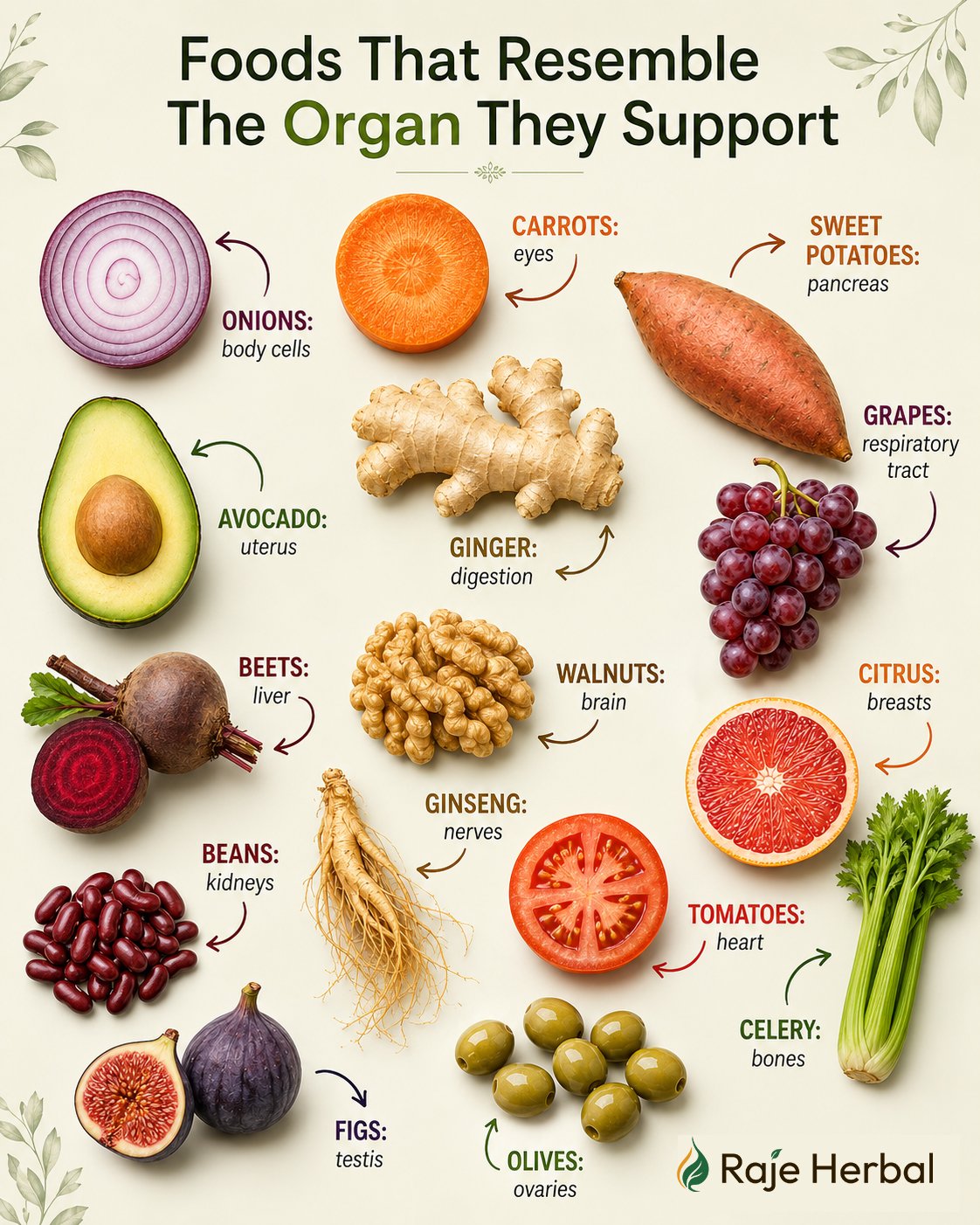 Some foods resemble parts of the human body. The resemblance may seem poetic, but their nourishment and healing powers are real.