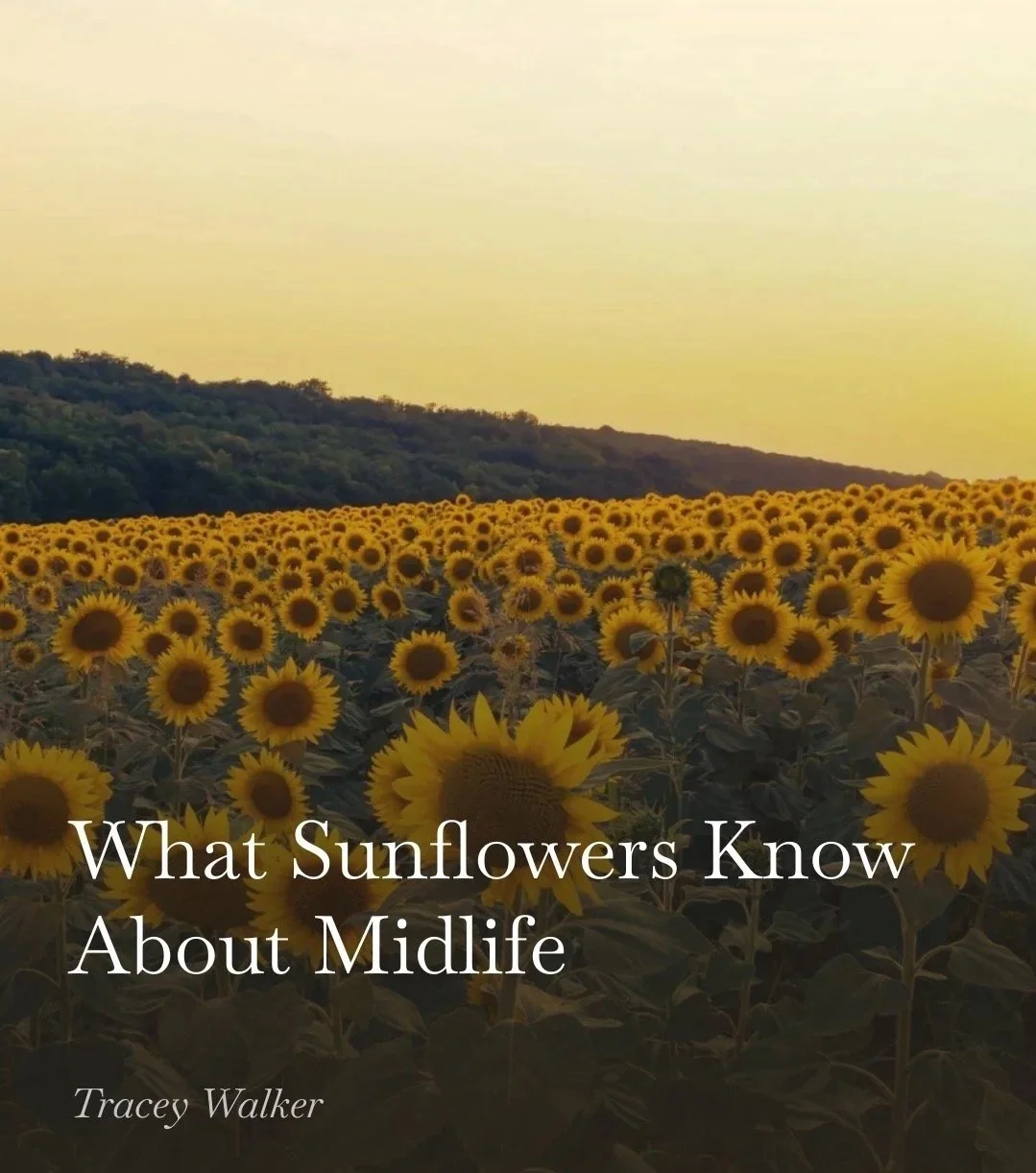 What Sunflowers Know About Midlife