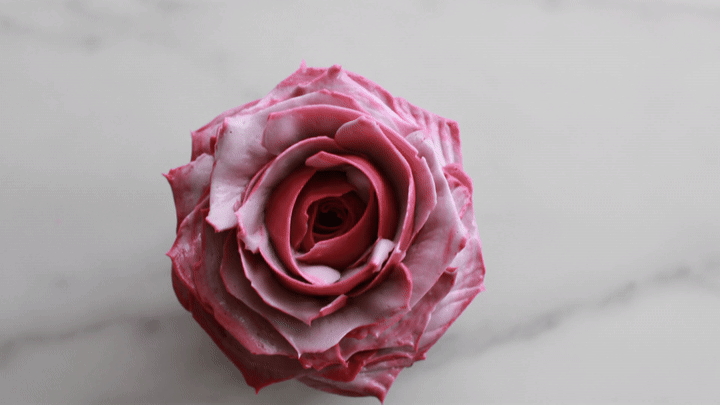 Close-up of a pink and white rose lying on a white marble surface.