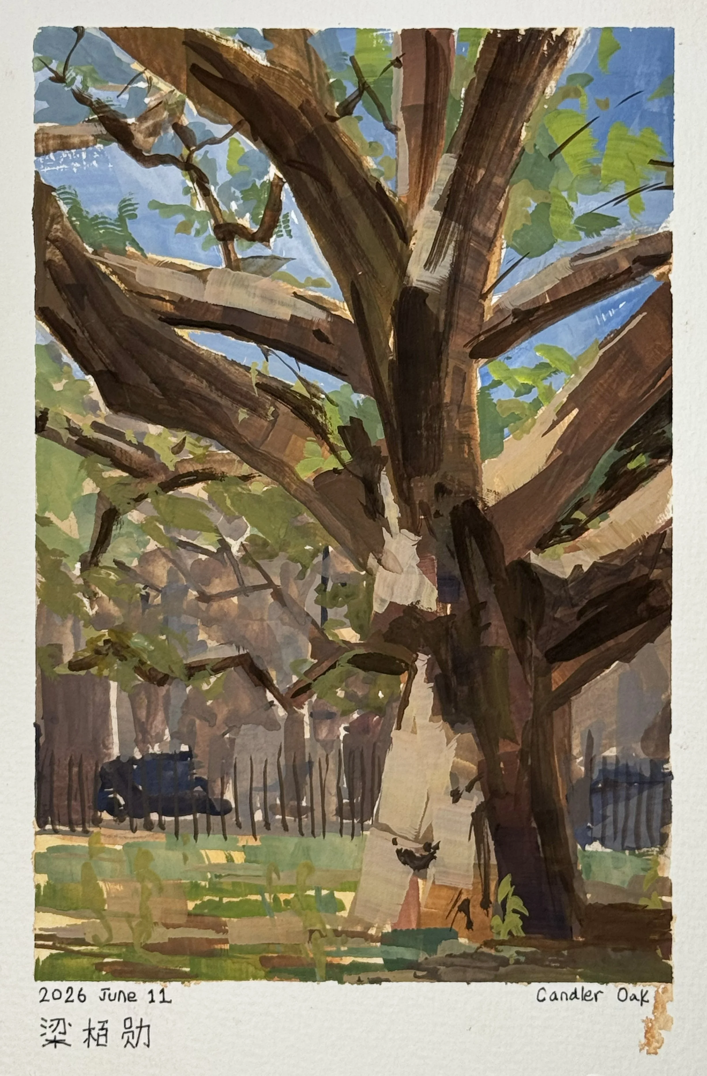 A painting of a large tree with thick branches and green leaves, with a blue sky in the background. The painting has a date of June 11, 2026, and is titled 'Candler Oak' with the artist's name written in both English and Chinese.